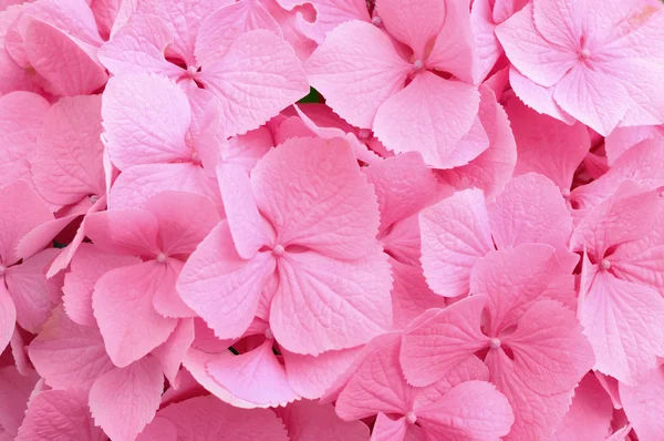 Flores de hortênsia rosa como fundo natural — Fotografia de Stock
