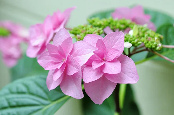Dvě krásné růžové květy hortenzie closeup — Stock fotografie