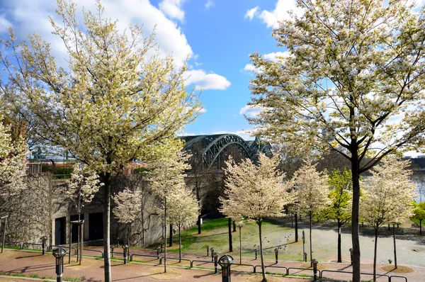 Vista del puente en el centro de Koeln durante el día de primavera — Foto de Stock