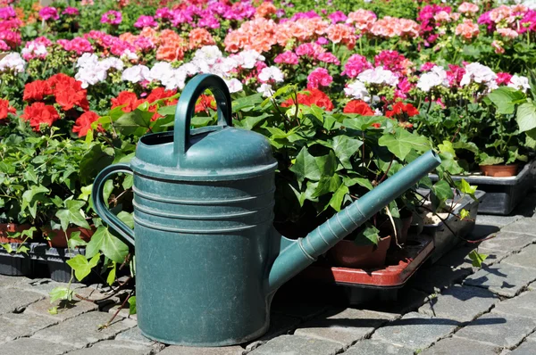 Green watering-pot on front of flowers in clear bright day — Stock Photo, Image