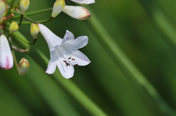 Imagem de close-up de pequeno lírio branco no fundo verde — Fotografia de Stock