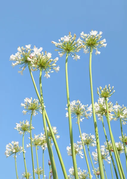 Lirio blanco de primavera joven sobre fondo azul del cielo —  Fotos de Stock