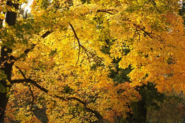 Árvores de outono brilhantes no jardim do Luxemburgo em dia ensolarado — Fotografia de Stock