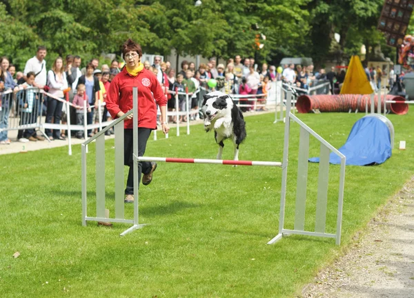 Competições de agilidade organizadas pelo Club Cynologique d 'Ile Sainte-Helene correm com o seu cão durante o Dia Nacional da Bélgica — Fotografia de Stock