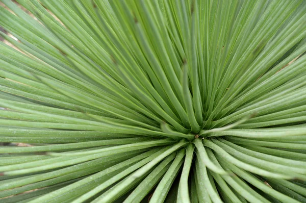 Needles of tropical plant as natural background — Stock Photo, Image