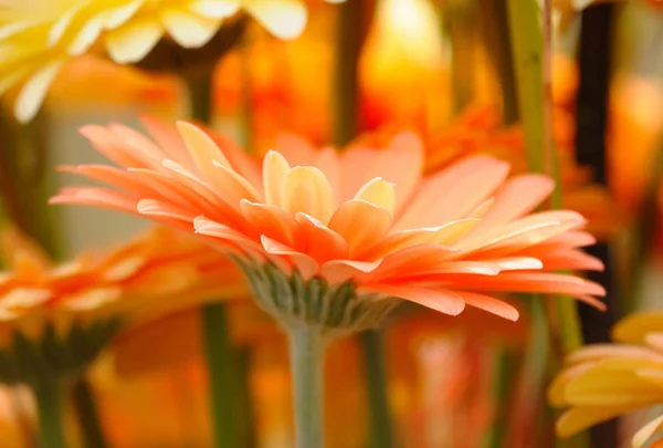 Detailní obrázek oranžová gerbera s rozmazané pozadí — Stock fotografie