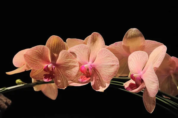 Orchidées roses sur fond sombre — Photo