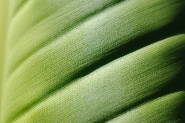 Makro obrazu ulgę banana Leaf — Zdjęcie stockowe