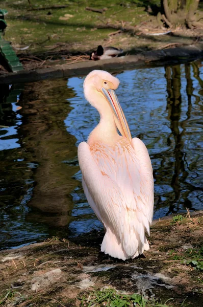 Pelicano rosa — Fotografia de Stock