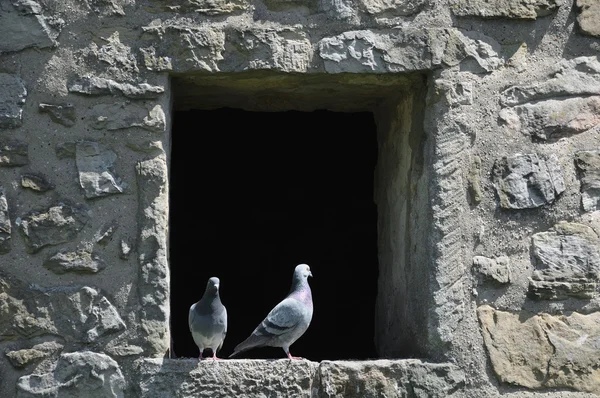 Dos palomas escondidas del sol caliente en la torre medieval —  Fotos de Stock