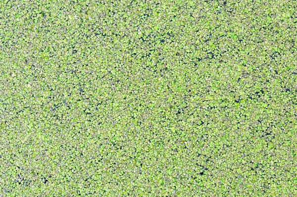 ブリュッセルで春にまだ池水に緑の藻 — ストック写真