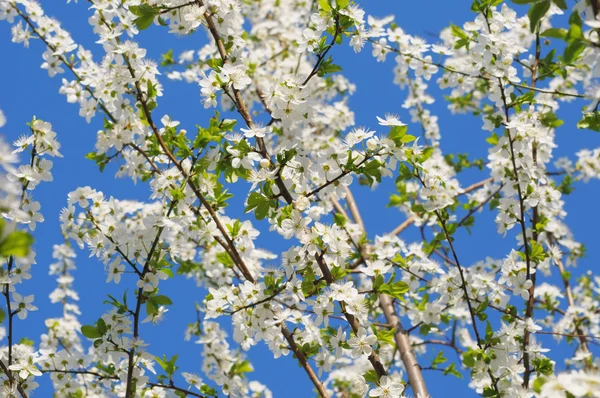 Rikas hedelmätarha kukkii sininen taivas tausta — kuvapankkivalokuva