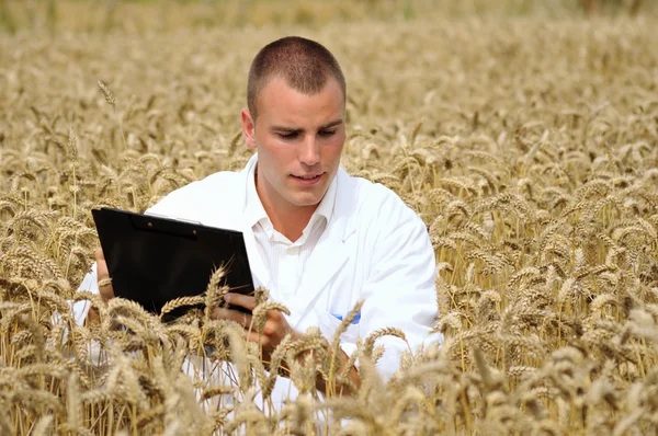 Young agronomist in the wheat field — Zdjęcie stockowe