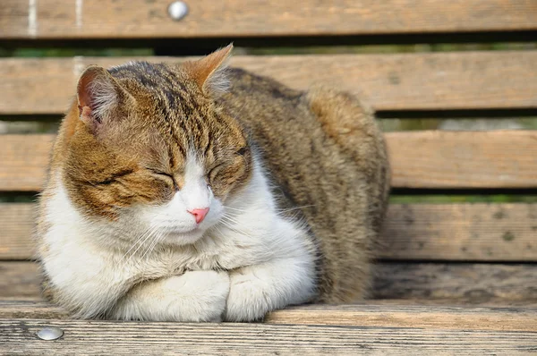 Grande gato dormindo no jardim banco — Fotografia de Stock