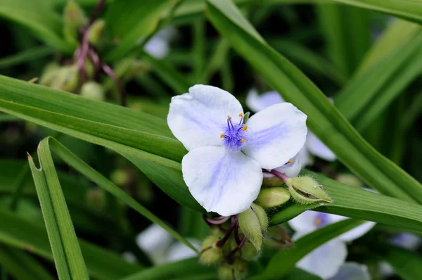 거 대 한 spiderwort tradescantia의 꽃 — 스톡 사진