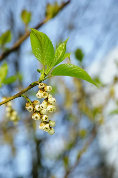 Spring tree with white flowers — Stock Photo, Image