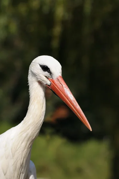 Cabeça de cegonha branca na frente da floresta — Fotografia de Stock