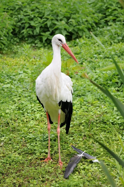 Fehér gólya elvesztette néhány toll után takarítás magát — Stock Fotó