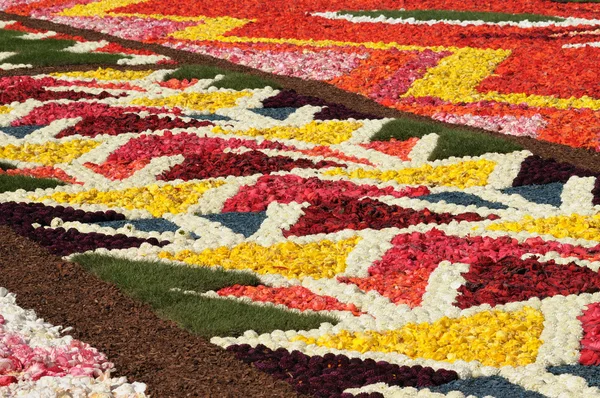 Bloem tapijt op de grote markt in Brussel — Stockfoto
