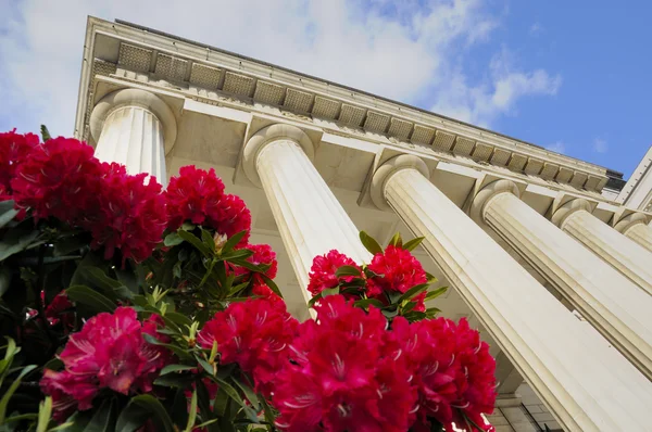 Columns of theater building in Genova with azalea flowers — Stock Photo, Image