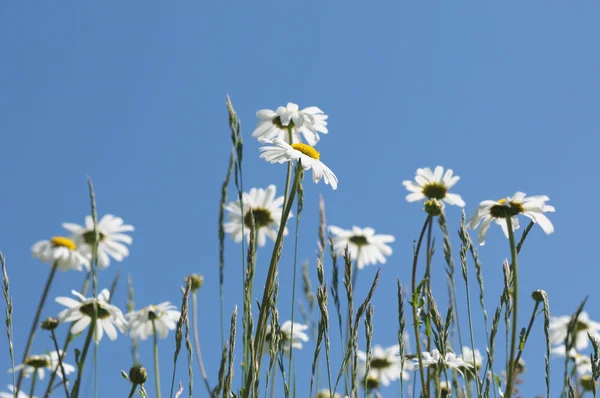 在蓝蓝的天空上的字段中的白色雏菊 — 图库照片