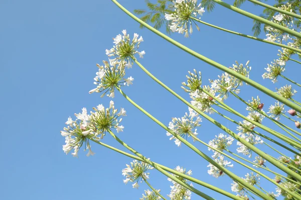 White spring flowers on blue sky — Stock Photo, Image