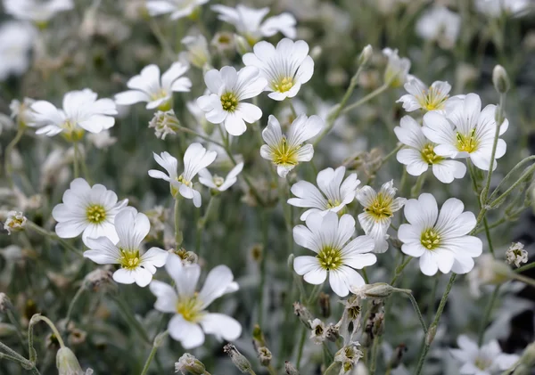 Flores de campo branco — Fotografia de Stock