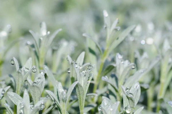 Little plants of white grass with drops of morning dew — Stock Photo, Image
