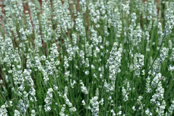 흰 라벤더 밭 — 스톡 사진