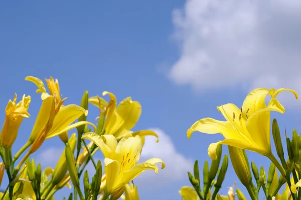 Gula liljor på blå himmel bakgrund — Stockfoto