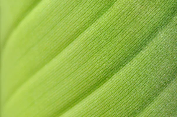 Nahaufnahme Bild von frisch perlenden Bananenblättern als ökologischer Hintergrund — Stockfoto
