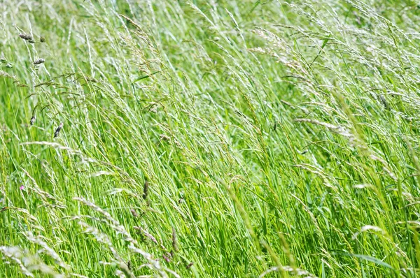 Champ d'herbe verte dans la journée d'été lumineux — Photo