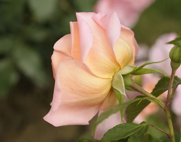 Zarte rosa Rose in Nahaufnahme — Stockfoto