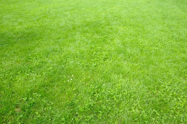 Jasná světle zelených trav a jetelovin pole — Stock fotografie