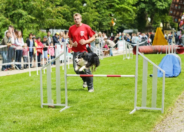 BRUSSELS, BELGIUM - JULY, 21: Participant of Agility competitions by Club Cynologique d'Ile Sainte-Helene runs with his dog during National Day of Belgium activities — Stock Photo, Image