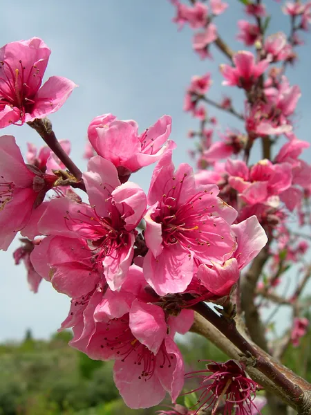 Peach blossom in garden in Cyprus Mountains Troodos — Stock Photo, Image