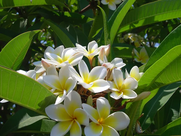 Flores de jasmim no jardim da cidade — Fotografia de Stock