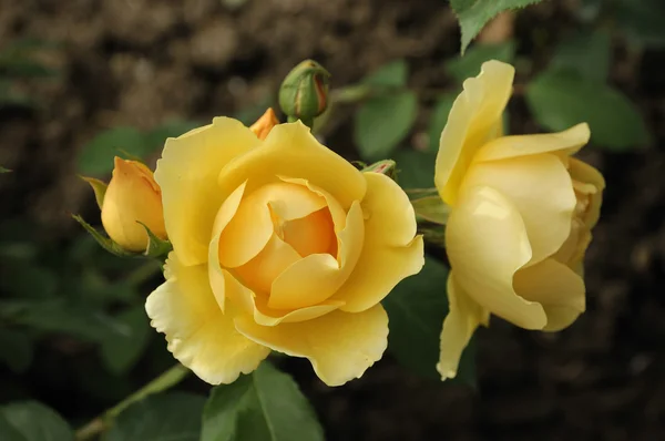 Zarte rygelbe Rosen aus nächster Nähe — Stockfoto