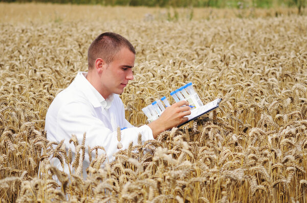 Young specialist checking results of his experiment in the wheat field