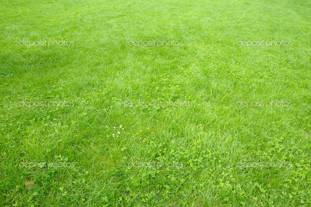 Bright light green grass and clover field — Stock Photo © poissonenciel