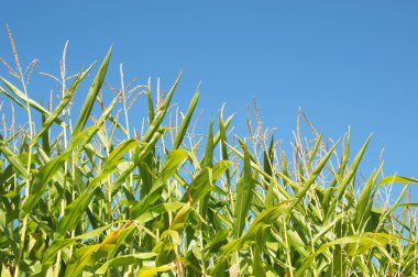 Mısır tarlası ve mavi gökyüzü