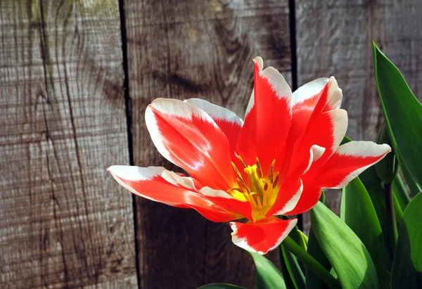 Piros tulipán, első fából készült kerítés — Stock Fotó