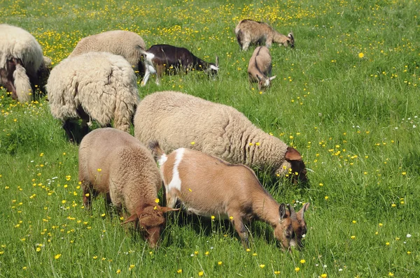Αίγες και πρόβατα που τρώει χόρτο — Φωτογραφία Αρχείου