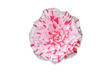 pink camellia flower isolated on white clipart