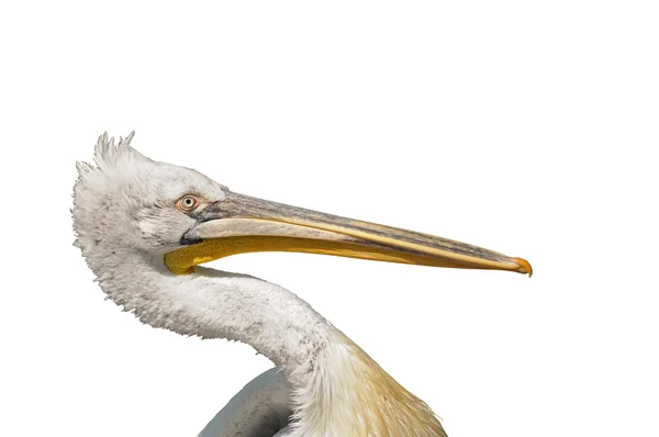 Head of dalmatian pelican Pelecanus crispus — Stock Photo, Image