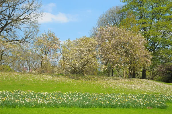 Bahar parc Brüksel — Stok fotoğraf