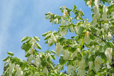 çiçekli Davidia involucrata veya mendil tree