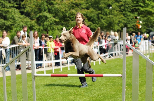 Agility závody — Stock fotografie