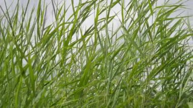 sazlık rüzgarlı havalarda