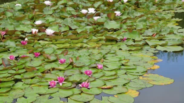 Water lilies — Stock Video